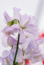 Load image into Gallery viewer, Sweet Pea Seeds
