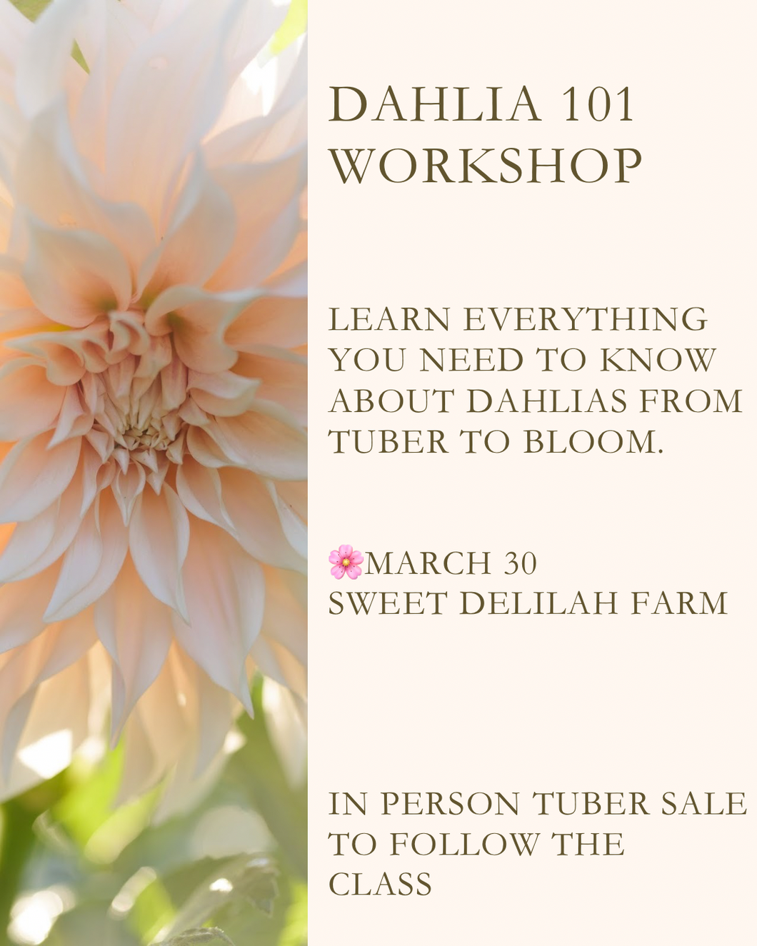 Dahlia 101  Workshop