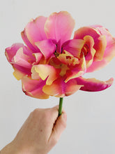 Load image into Gallery viewer, Specialty Tulip Bulbs
