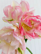 Load image into Gallery viewer, Specialty Tulip Bulbs
