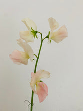 Load image into Gallery viewer, Sweet Pea Seeds
