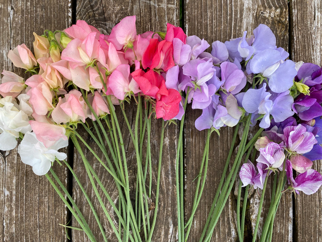 Sweet Pea Seeds