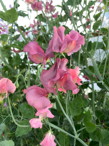 Sweet Pea Seeds