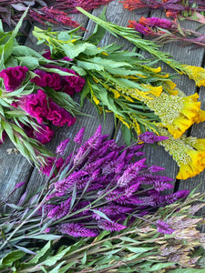 Celosia Seed