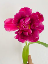 Load image into Gallery viewer, Specialty Tulip Bulbs
