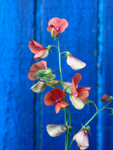 Load image into Gallery viewer, Sweet Pea Seeds
