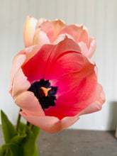 Load image into Gallery viewer, Specialty Tulip Bulbs
