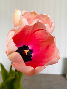 Specialty Tulip Bulbs