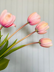 Specialty Tulip Bulbs