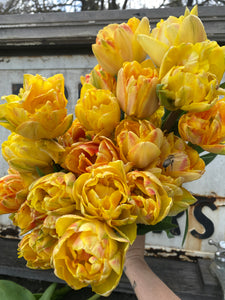 Specialty Tulip Bulbs