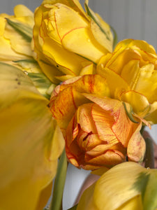 Specialty Tulip Bulbs