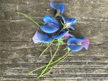 Load image into Gallery viewer, Sweet Pea Seeds
