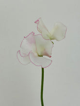 Load image into Gallery viewer, Sweet Pea Seeds
