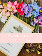 Sweet Pea Seed Collections