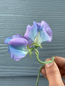 Sweet Pea Seeds