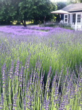 Load image into Gallery viewer, Lavender Bunches

