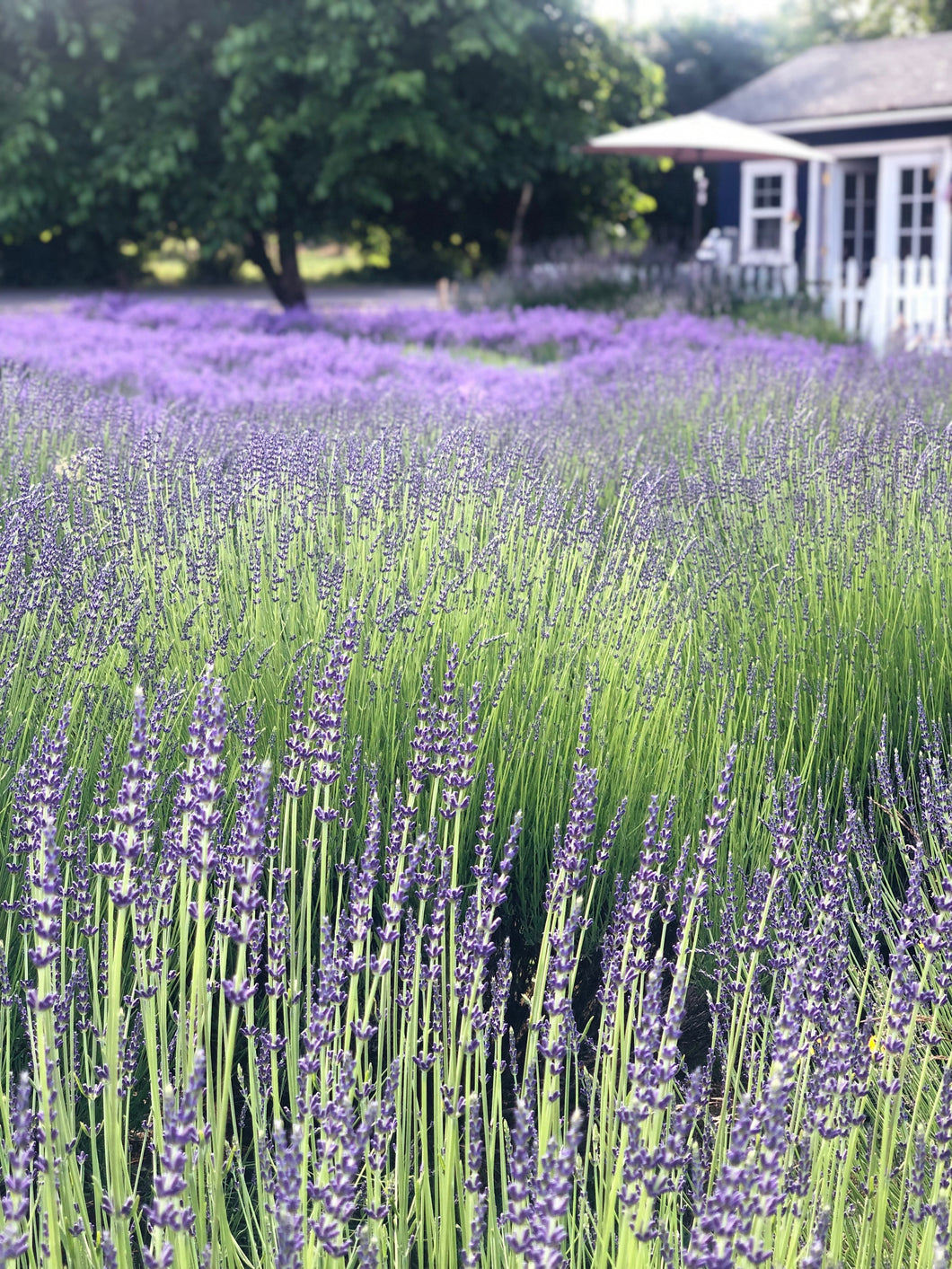 Lavender Bunches