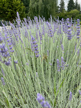 Load image into Gallery viewer, Lavender Bunches
