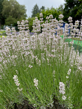 Load image into Gallery viewer, Lavender Bunches
